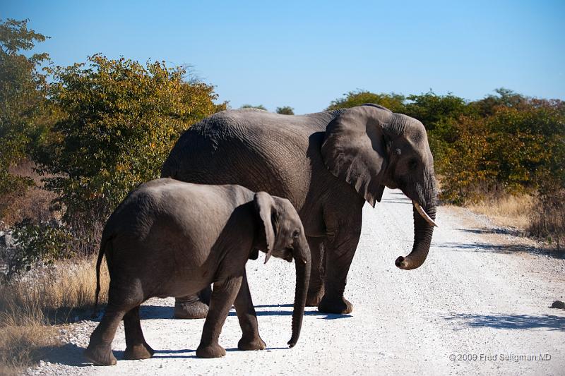 20090610_140342 D3 X1.jpg - Etosha National Park